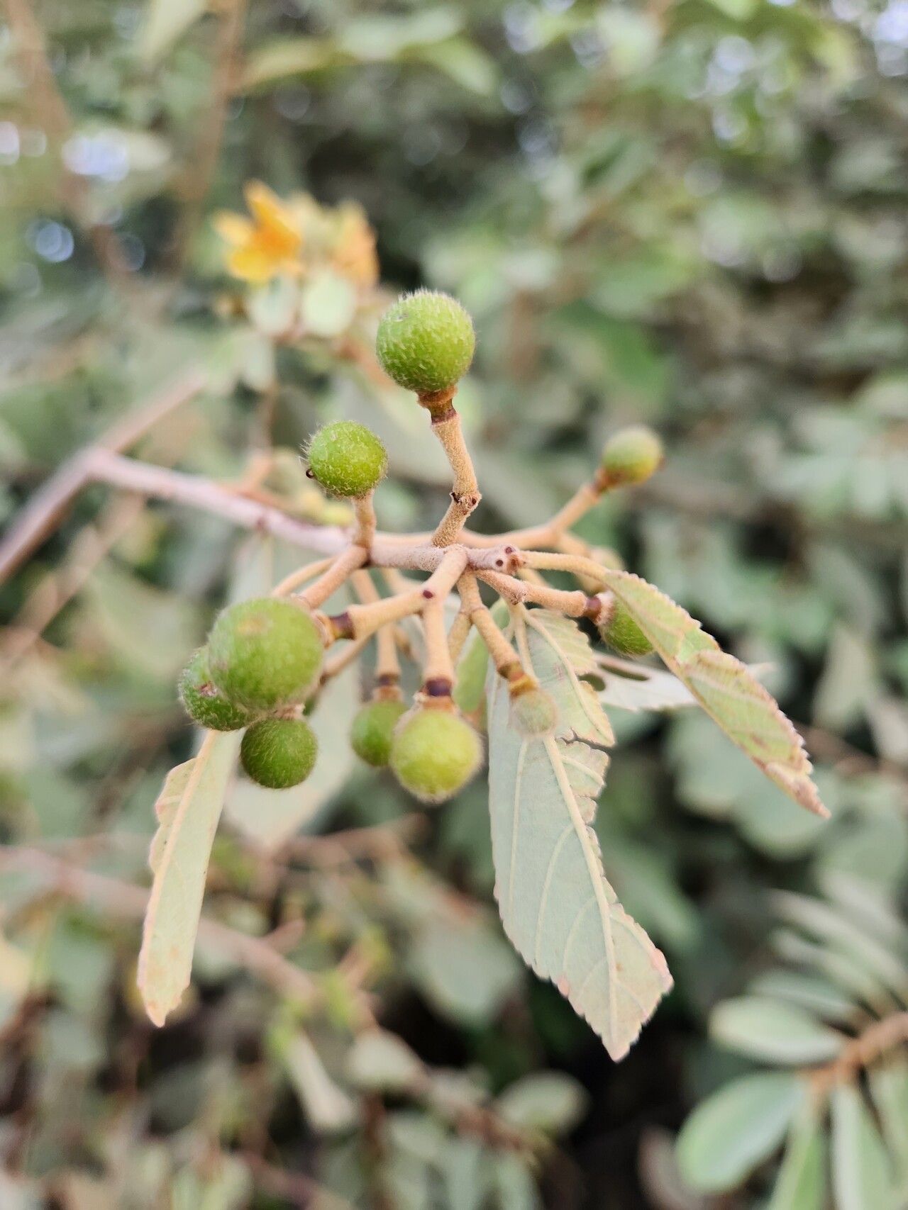 Grewia velutina fruit