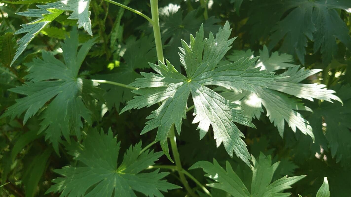 Delphinium dubium leaf
