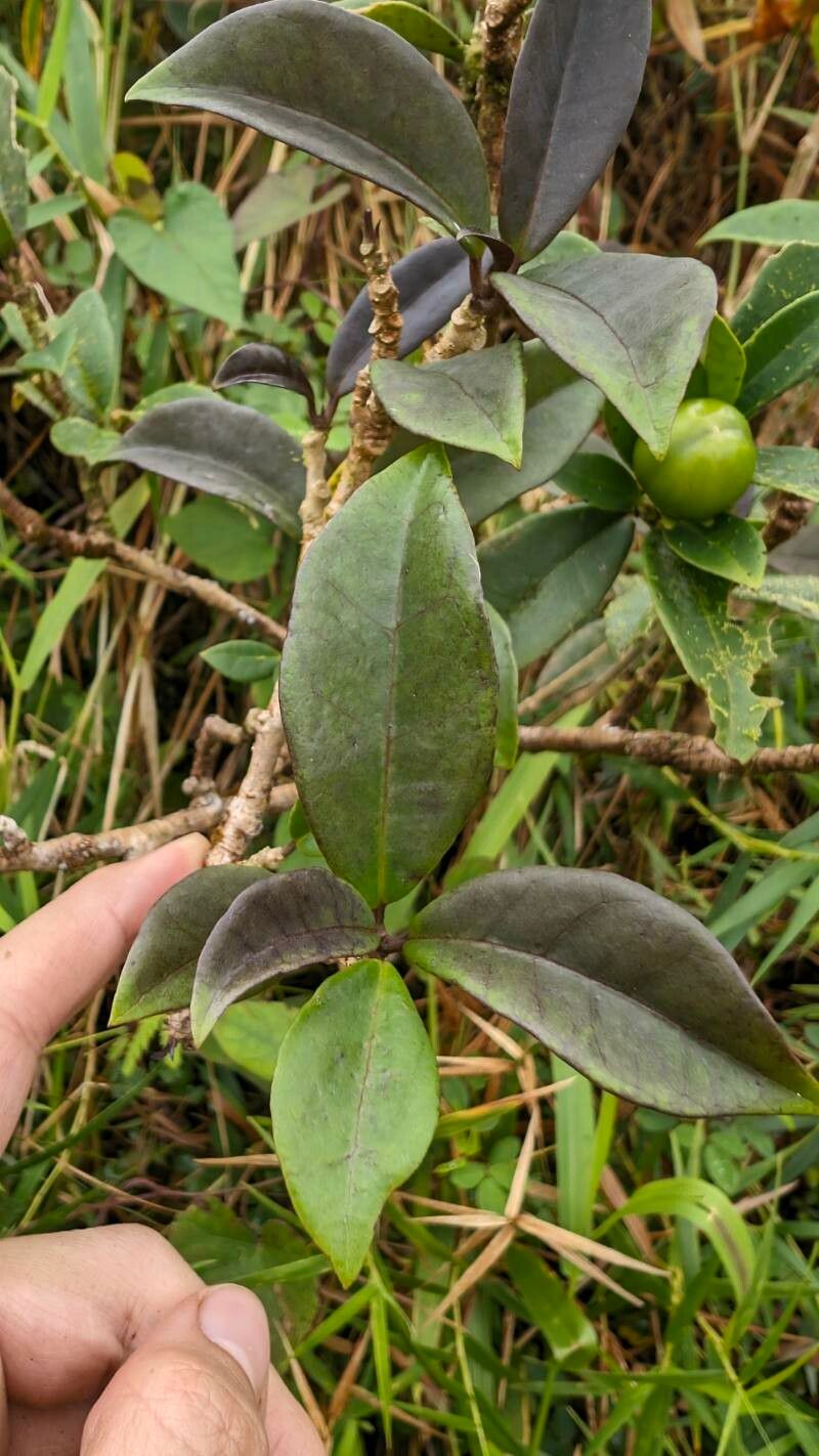 Brunfelsia lactea leaf