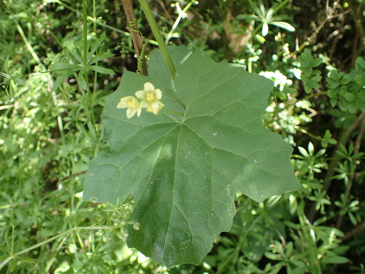 Bryonia dioica — related species from the same genus