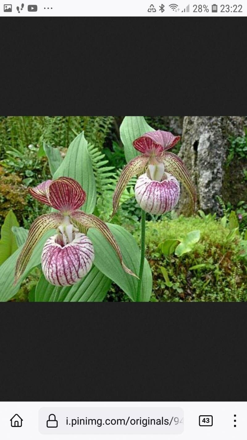 Cypripedium himalaicum — search result for 'Cypripedium'