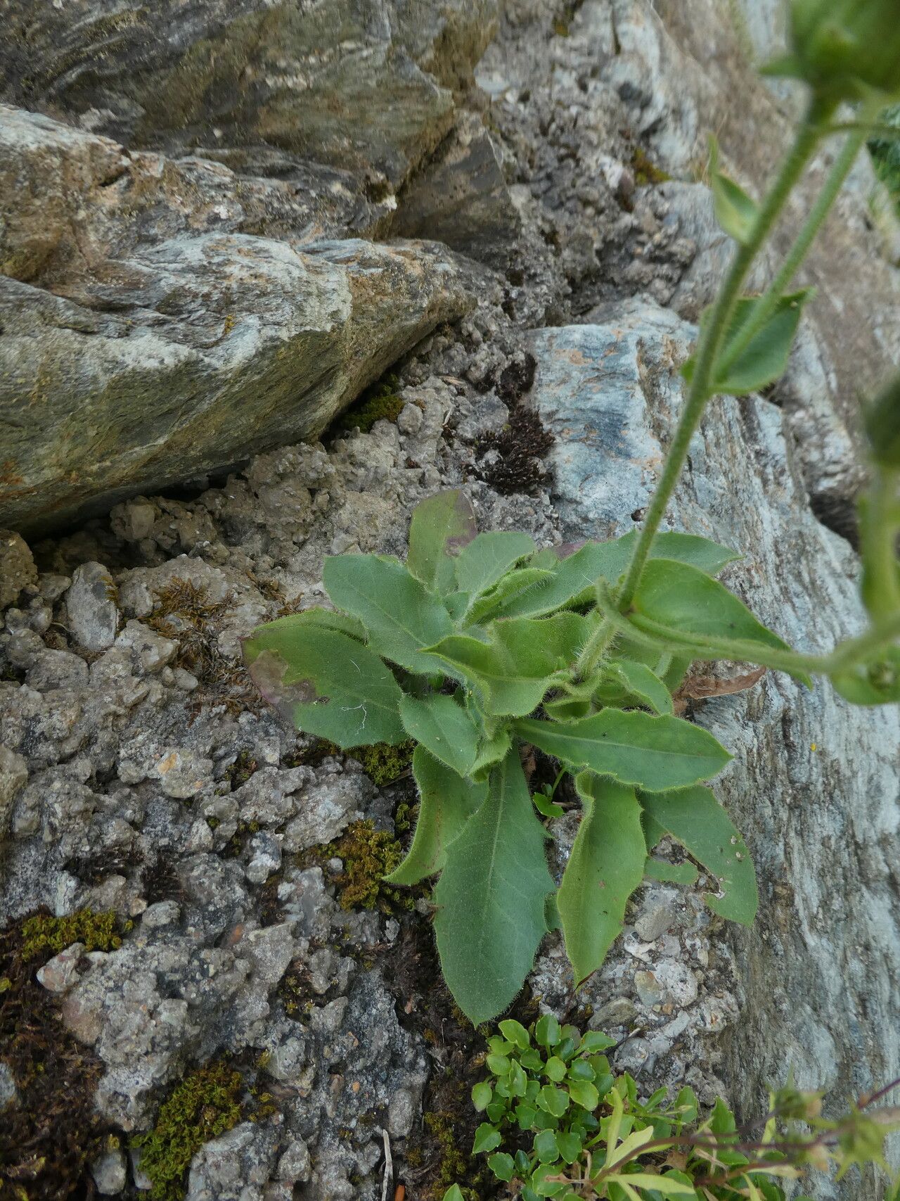 Hieracium amplexicaule leaf