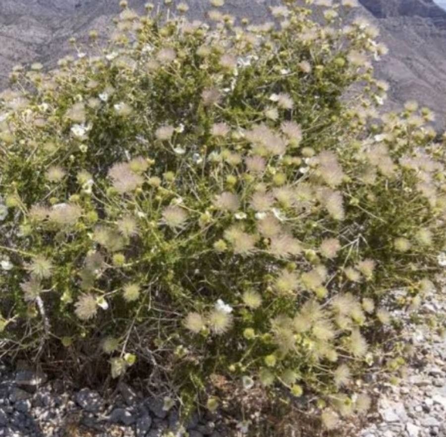 Fallugia paradoxa flower