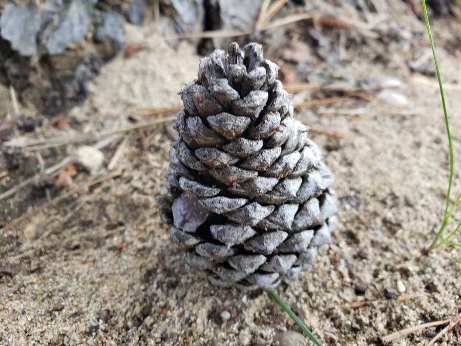 Pinus resinosa fruit