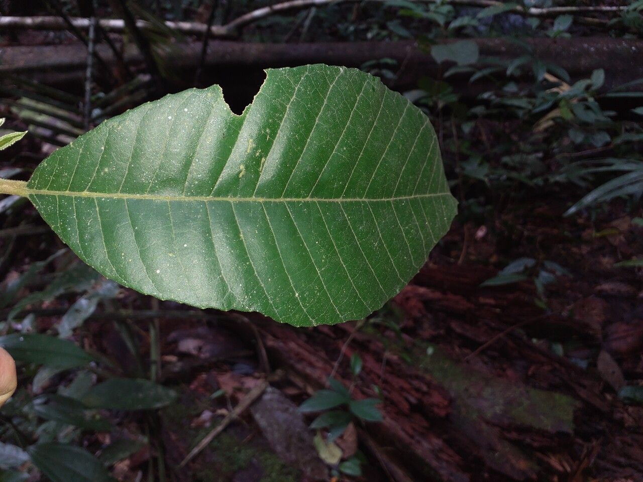 Helicostylis pedunculata leaf