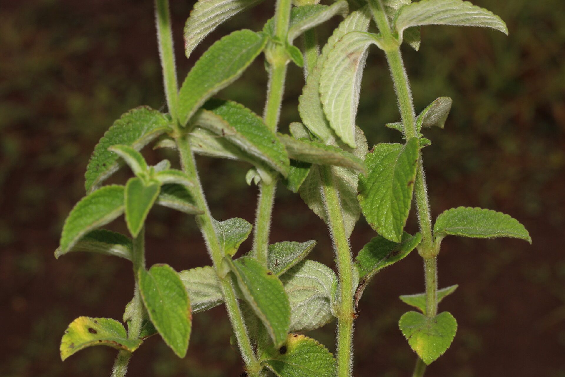 Hyptis lantanifolia leaf