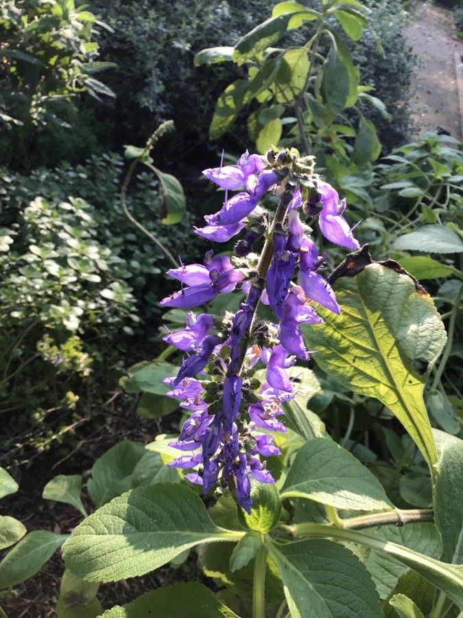 Coleus barbatus flower