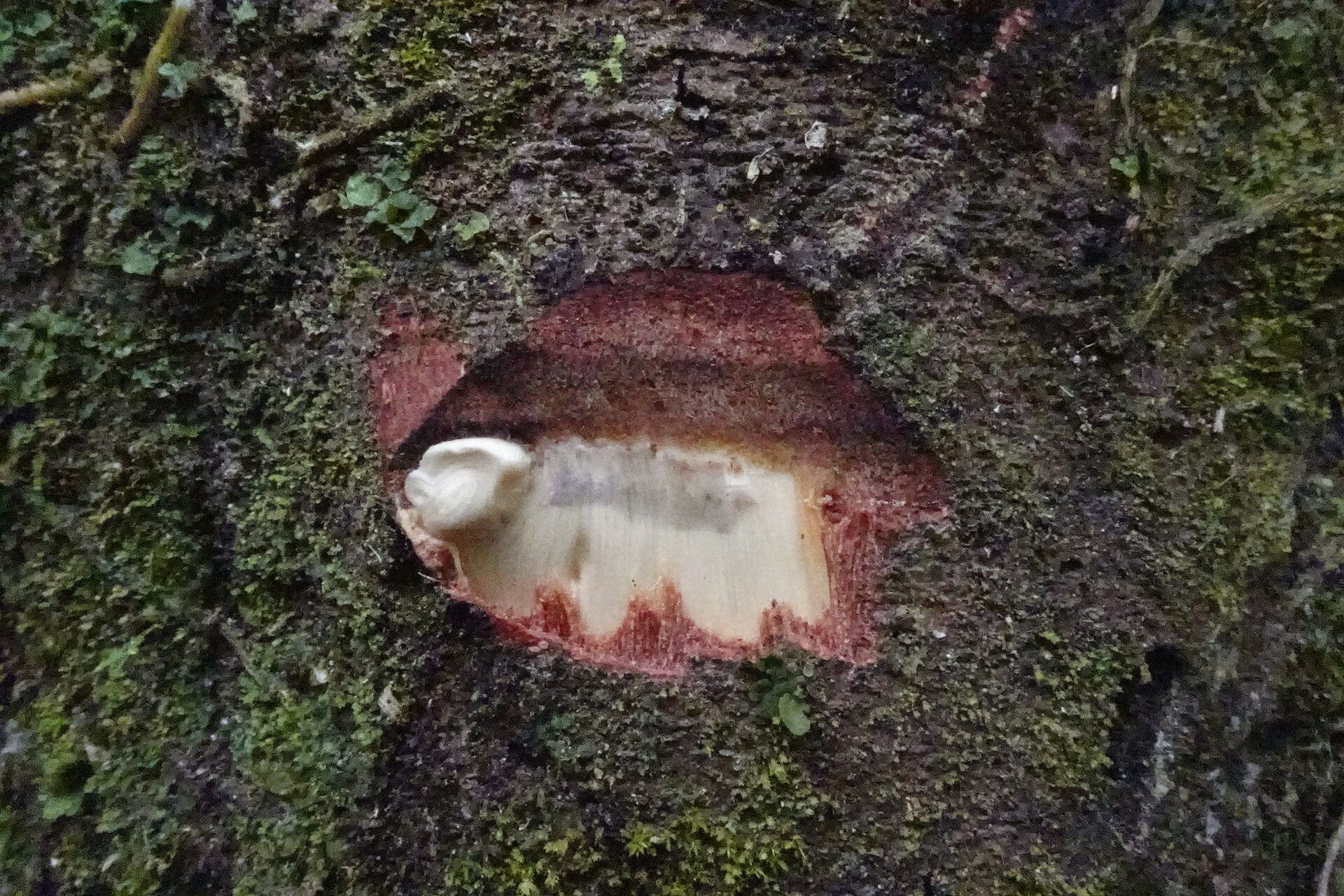 Macaranga staudtii bark