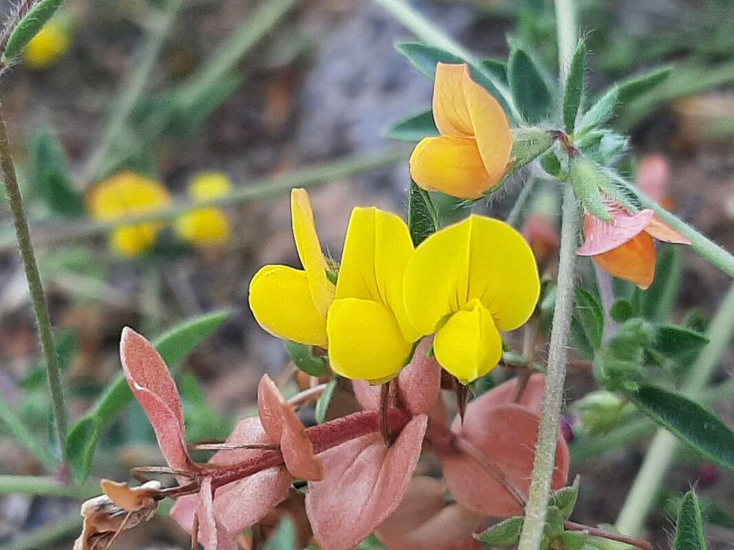 Lotus angustissimus flower