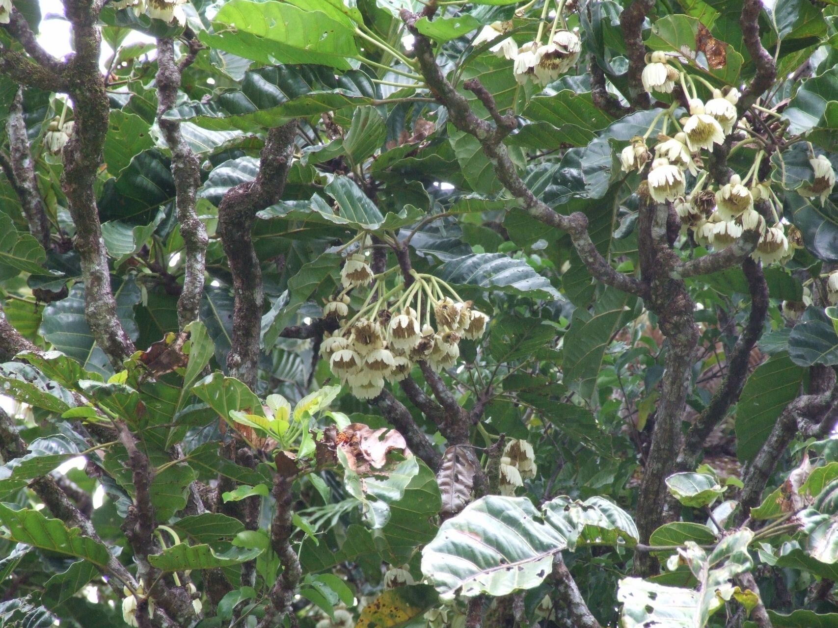 Sloanea ramiflora habit