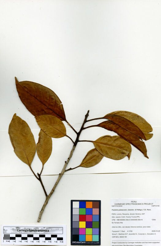 Pouteria pubescens — houseplant care guide