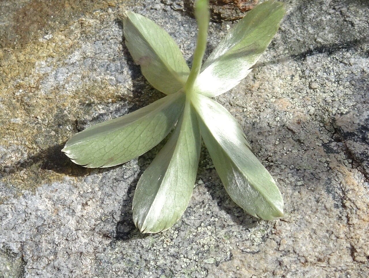 Alchemilla saxatilis leaf