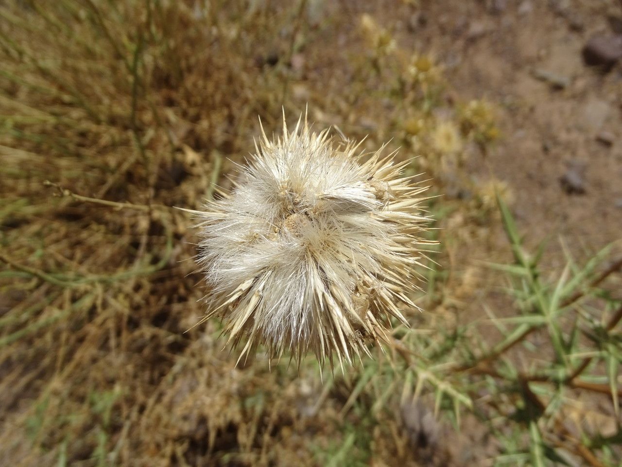 Echinops spinosissimus flower