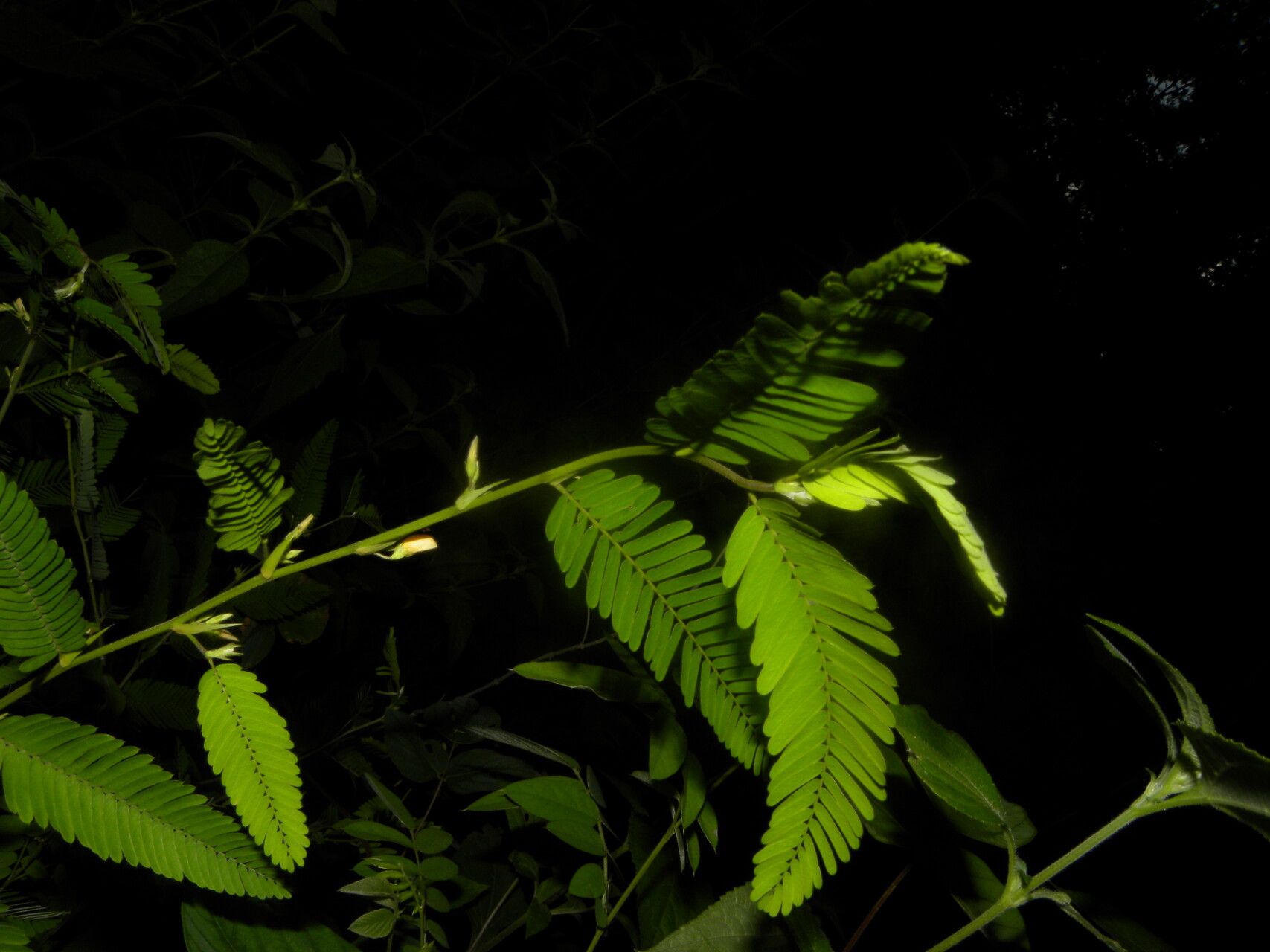 Aeschynomene fascicularis — houseplant care guide