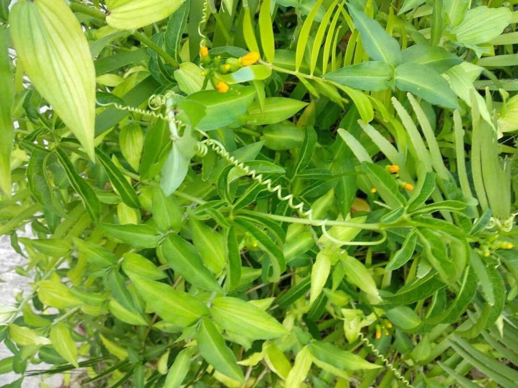 Psiguria pedata leaf