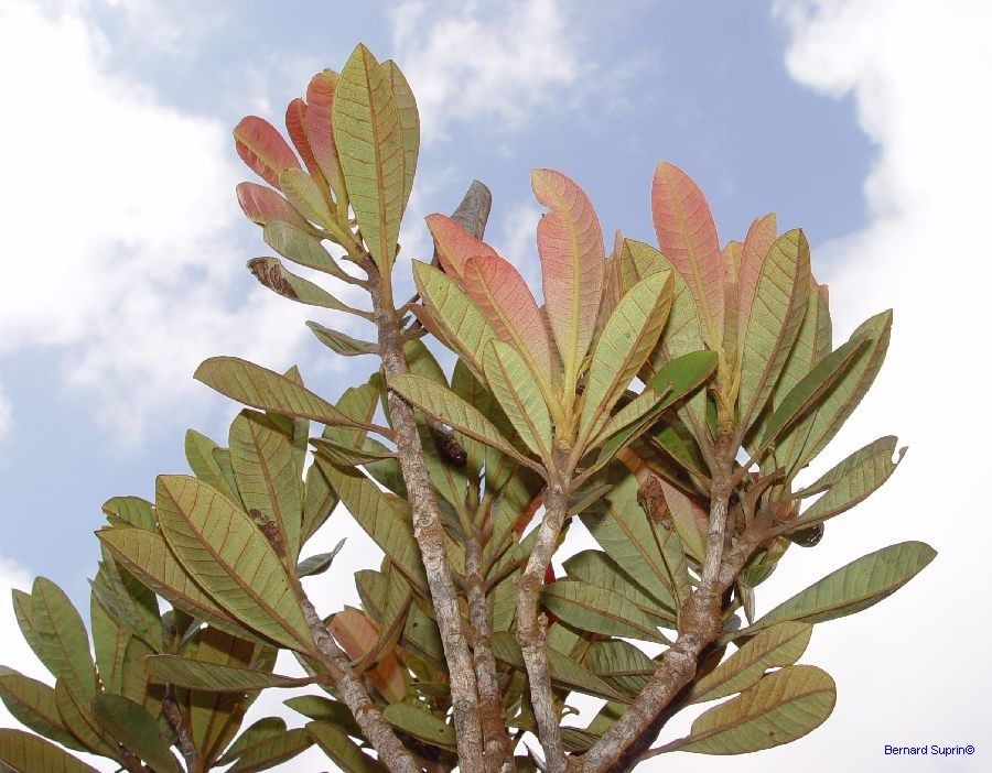 Xanthostemon sebertii habit