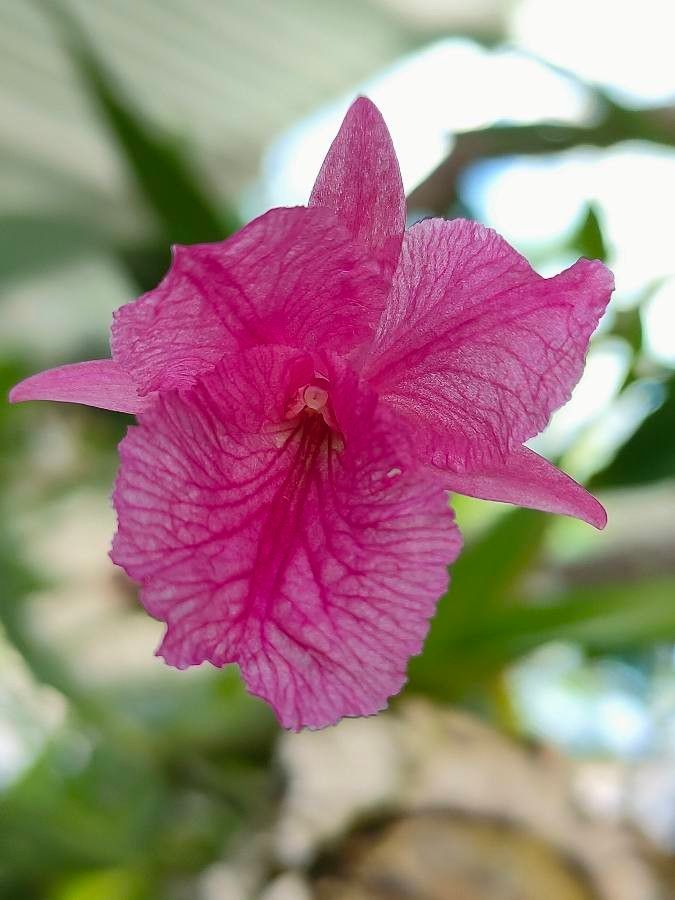 Broughtonia sanguinea — search result for 'Orchidaceae'