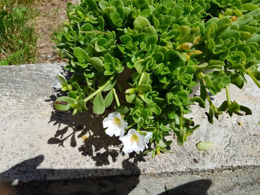 Cerastium latifolium — search result for 'Cerastium'