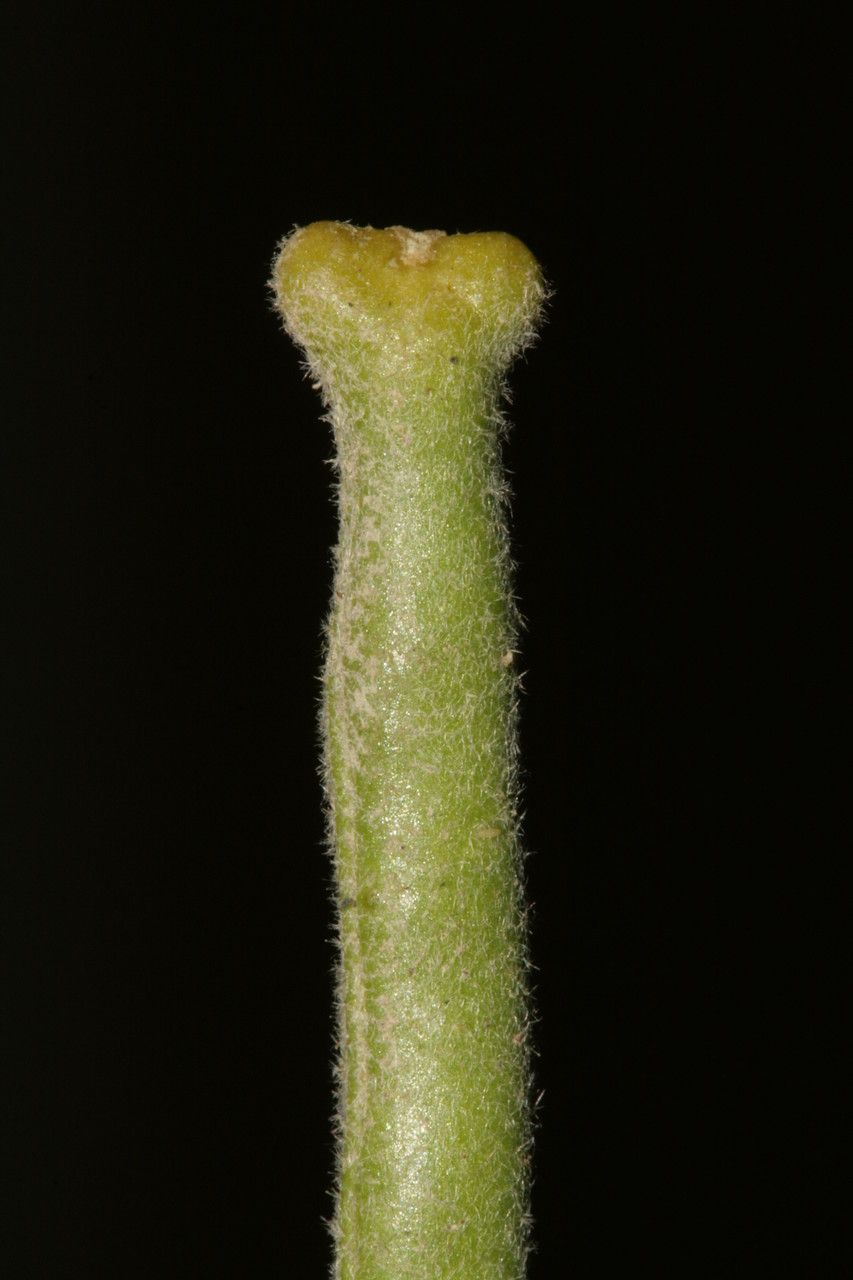 Matthiola crassifolia bark