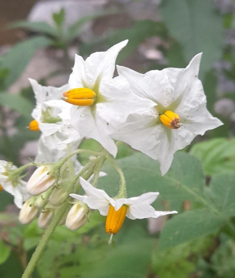Solanum microdontum flower