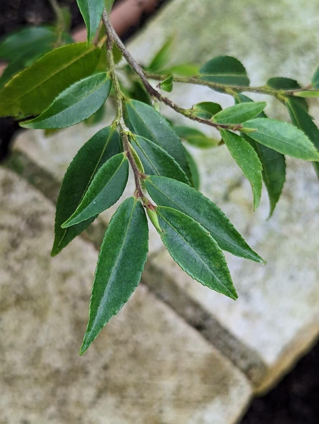 Camellia salicifolia — search result for 'Camellia'