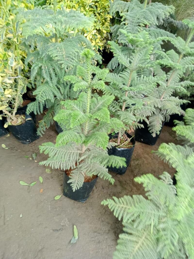 Chamaebatia foliolosa — houseplant care guide