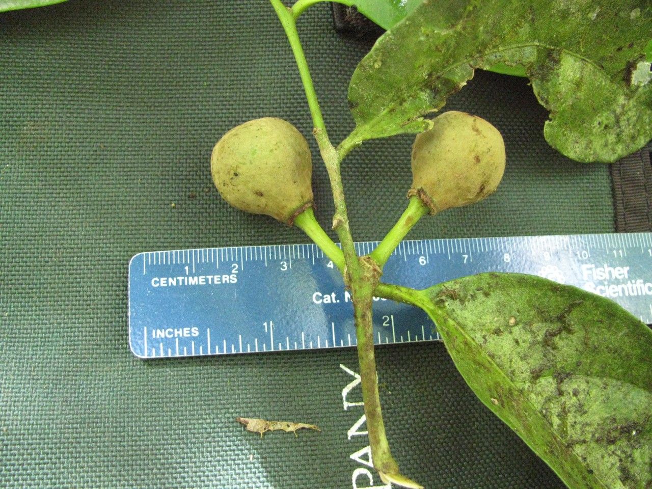 Drypetes brownii other