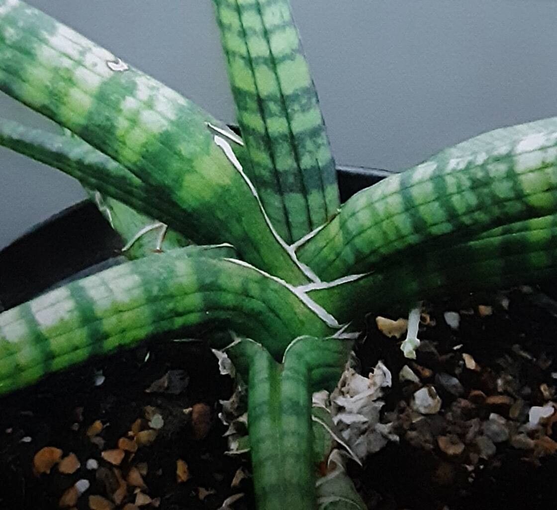 Dracaena neobella — search result for 'Dracaena'