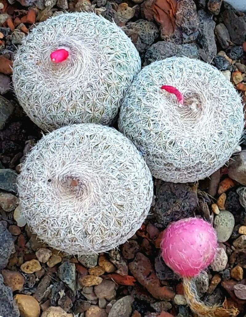 Epithelantha micromeris flower