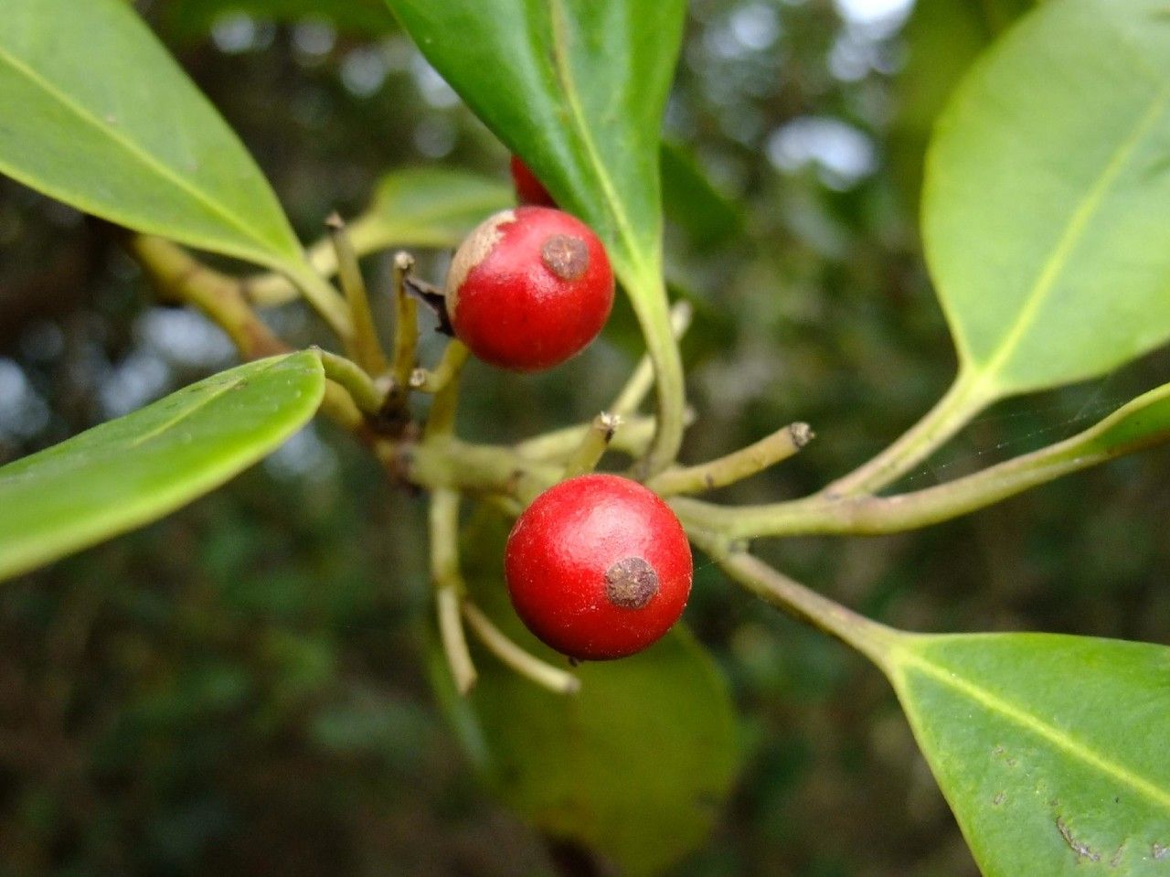 Apollonias barbujana flower