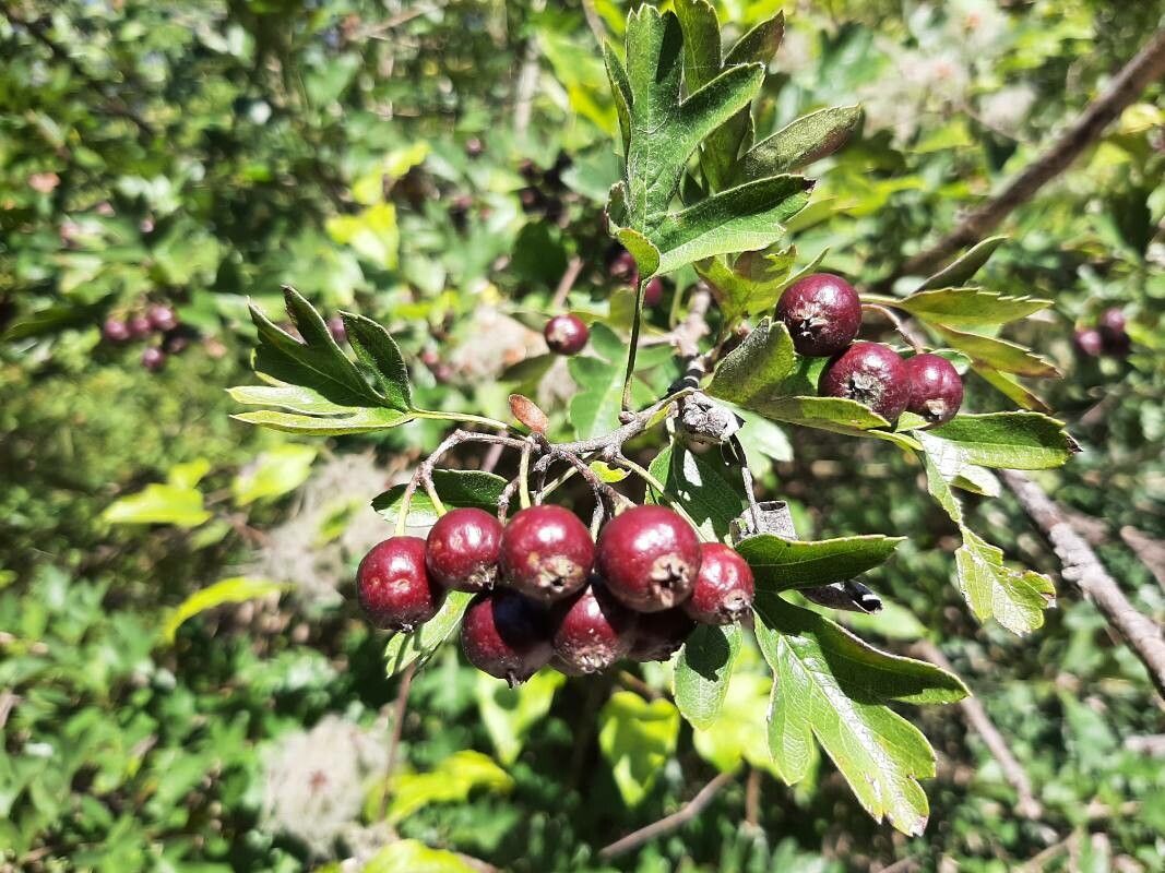 Crataegus pentagyna fruit