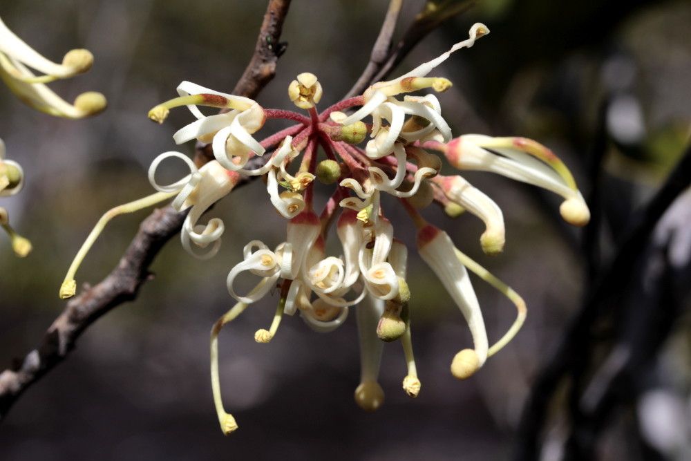 Stenocarpus villosus flower