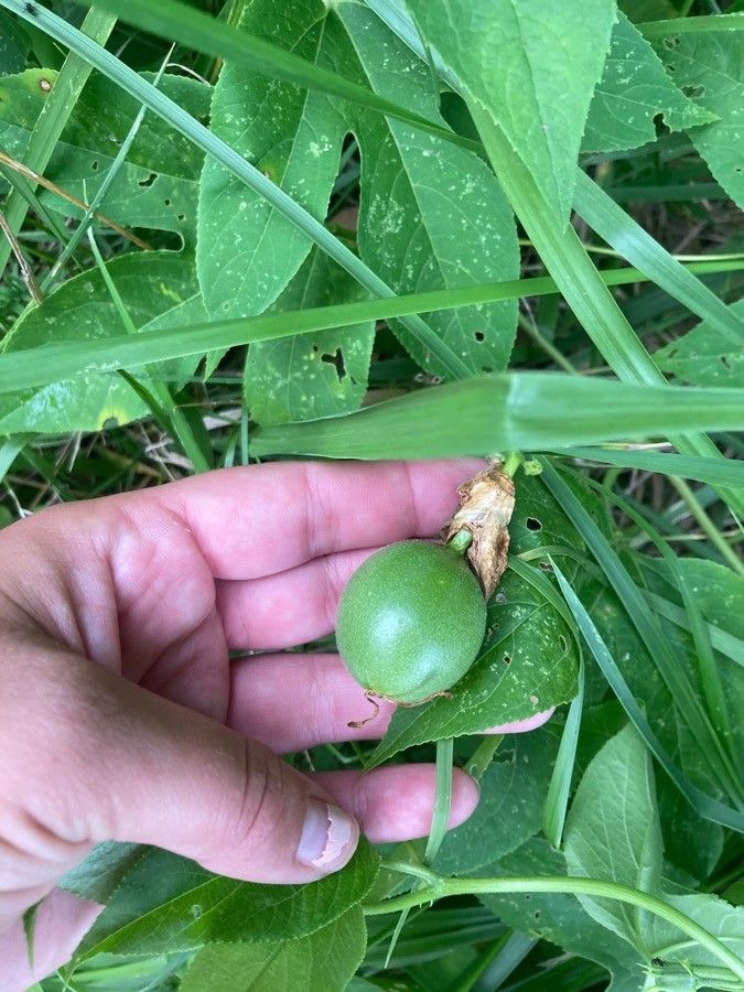 Passiflora incarnata fruit