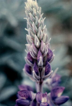 Lupinus ludovicianus — search result for 'Lupinus'