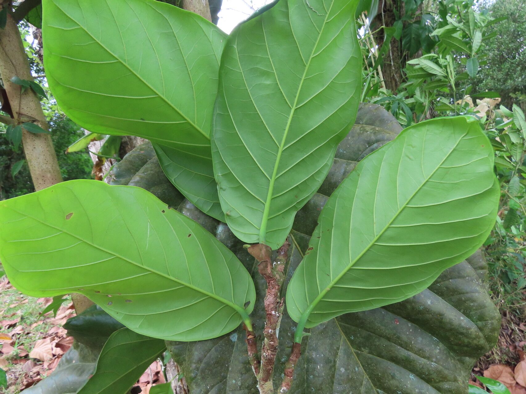 Coccoloba padiformis leaf