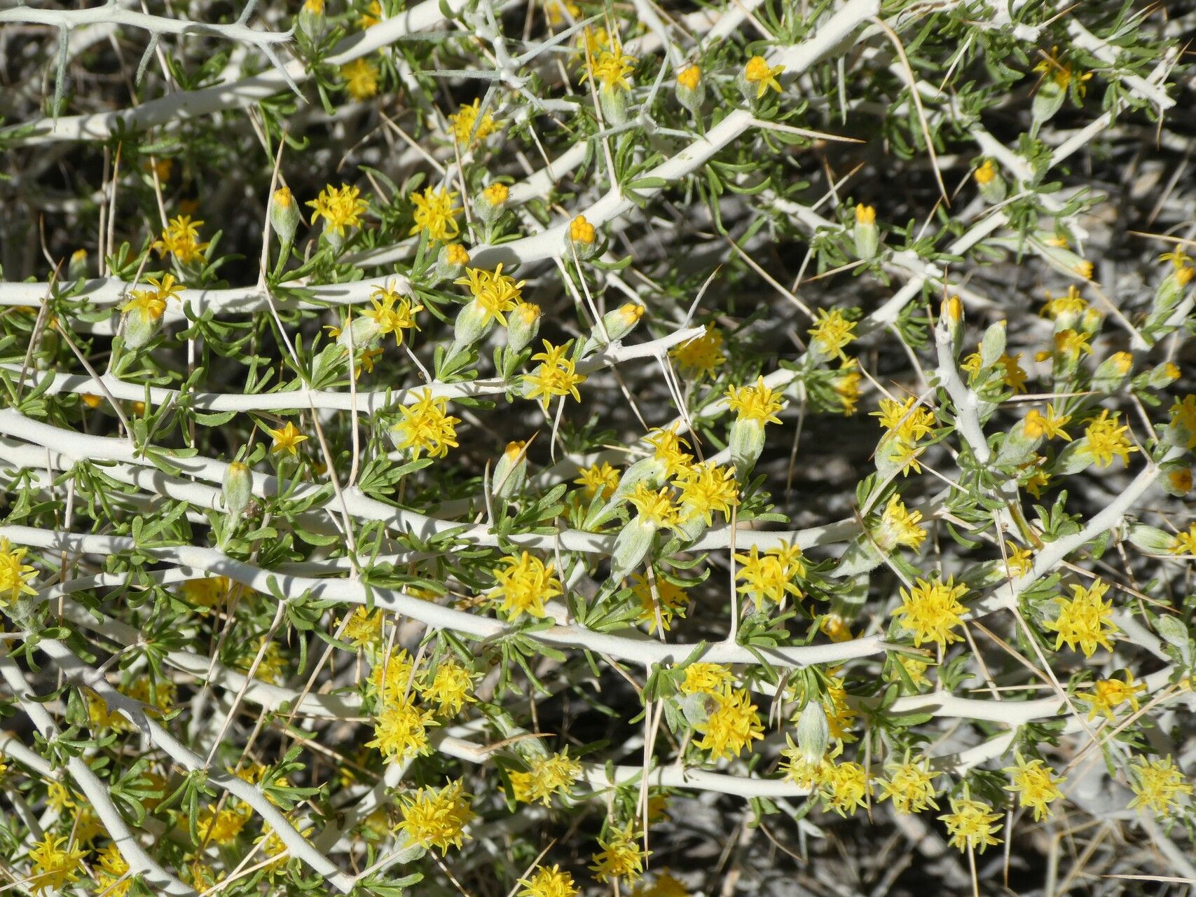 Tetradymia axillaris flower