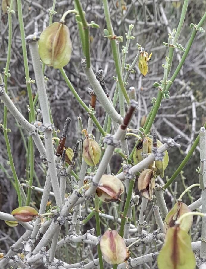 Bulnesia retamo fruit