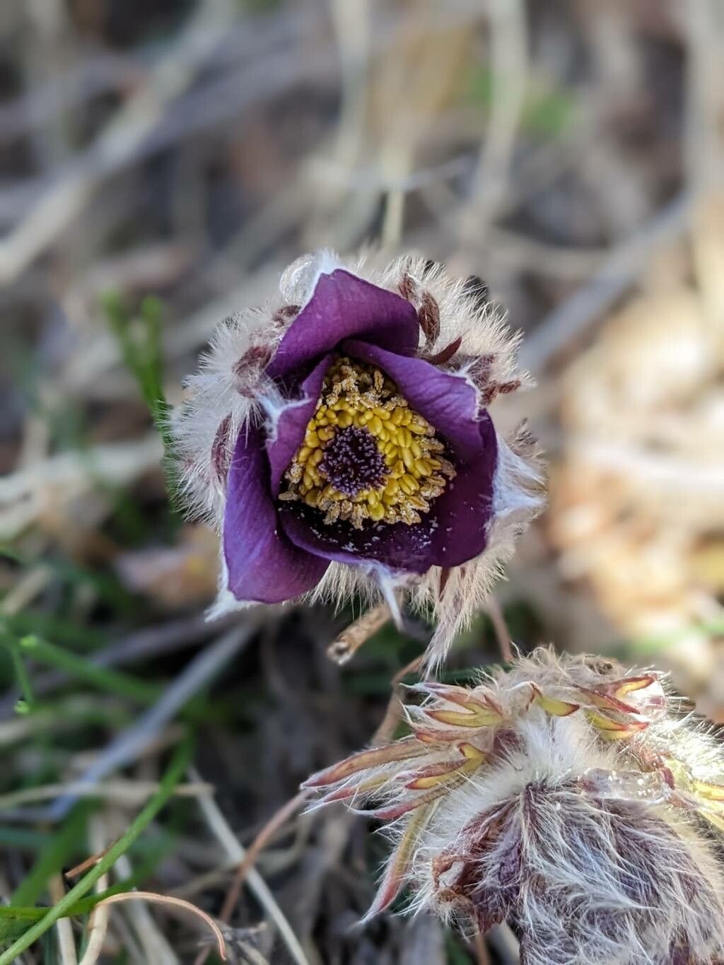 Pulsatilla montana flower
