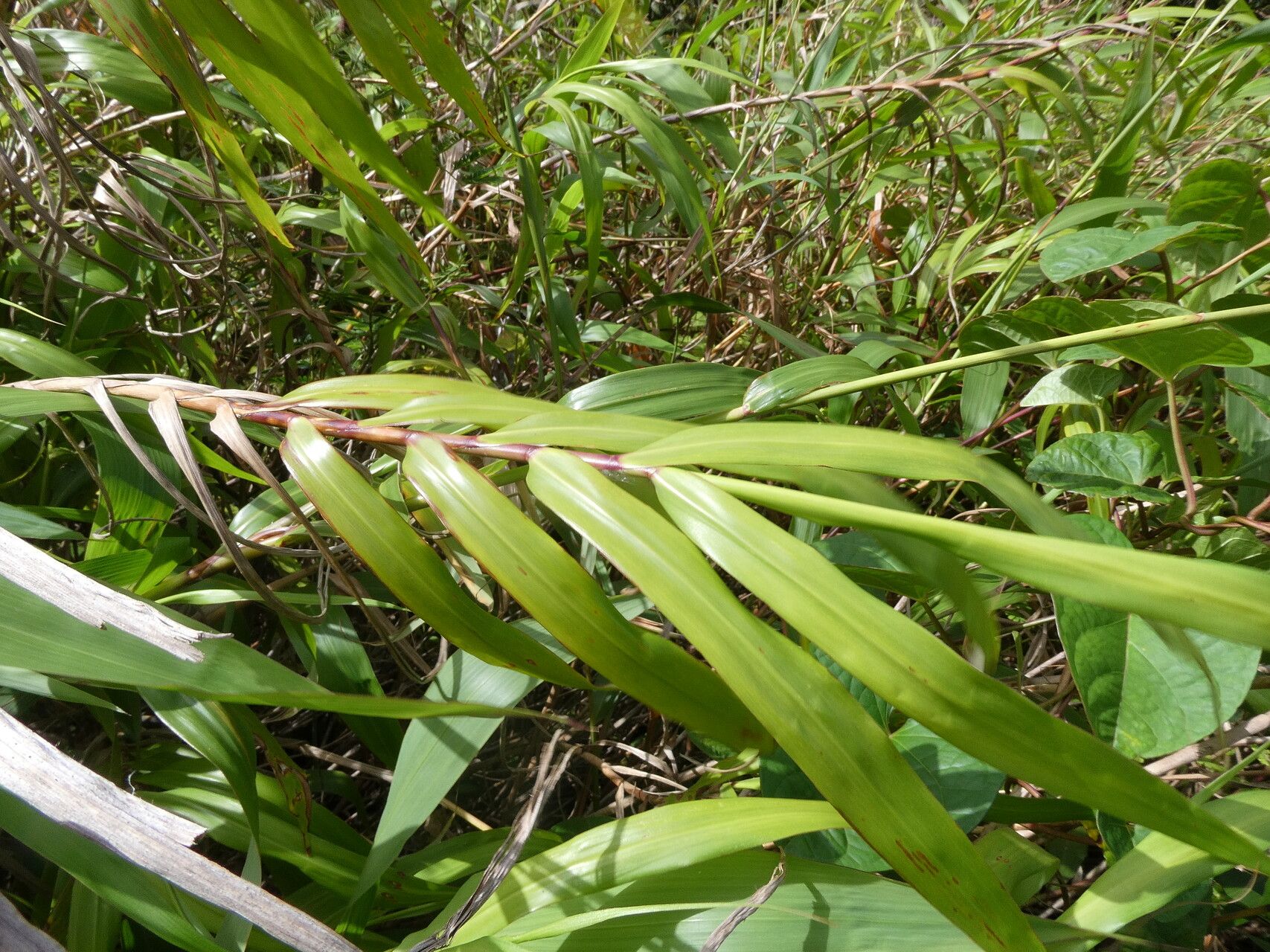 Paspalum saccharoides — search result for 'Paspalum'