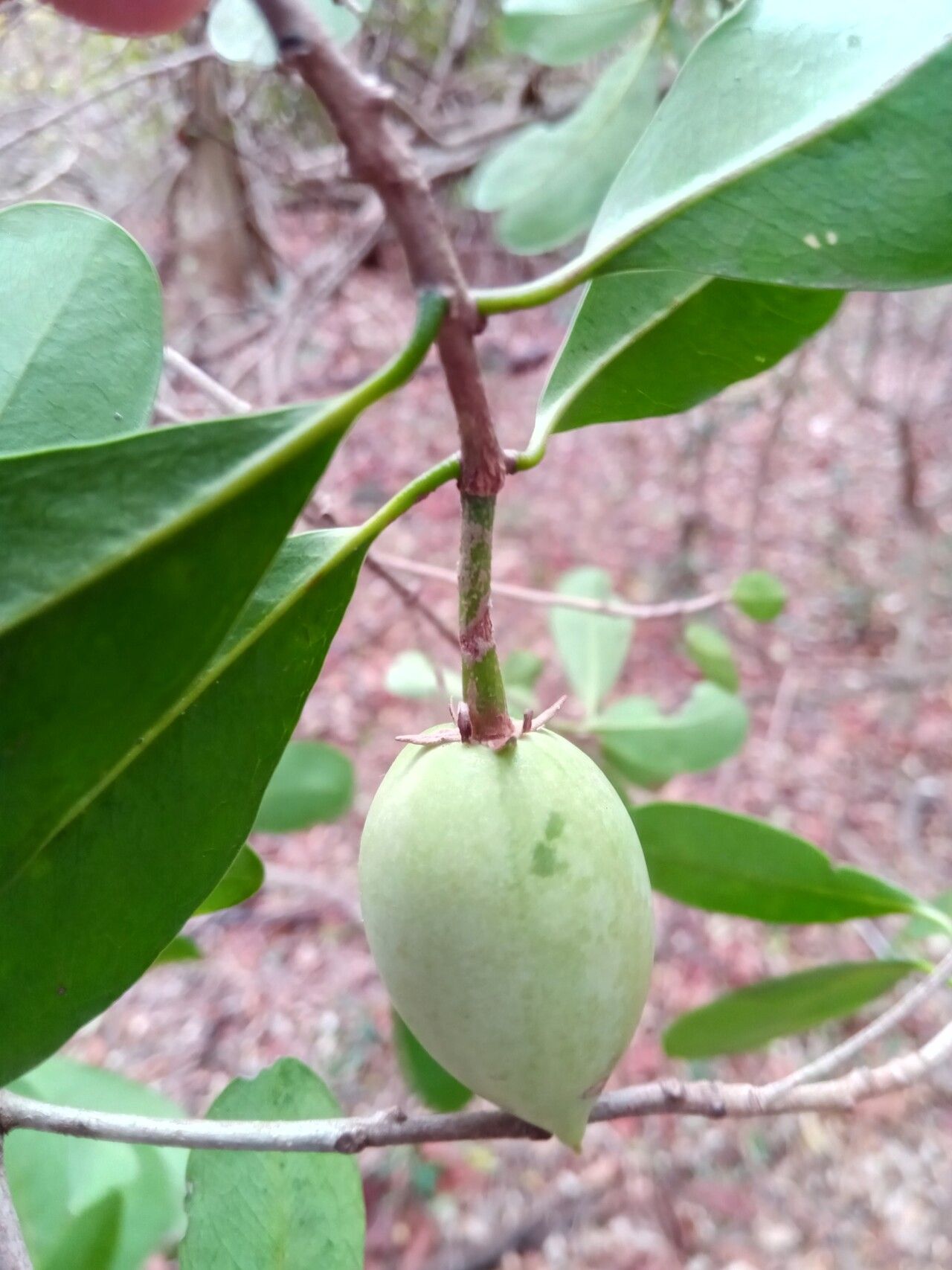 Mimusops capuronii fruit