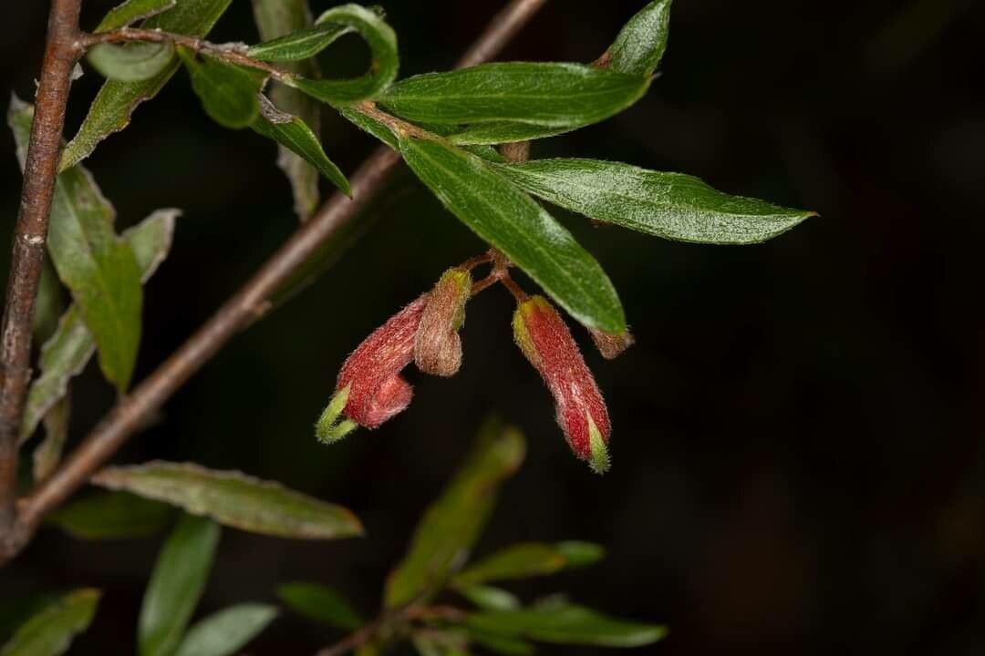 Grevillea banyabba — search result for 'Grevillea'