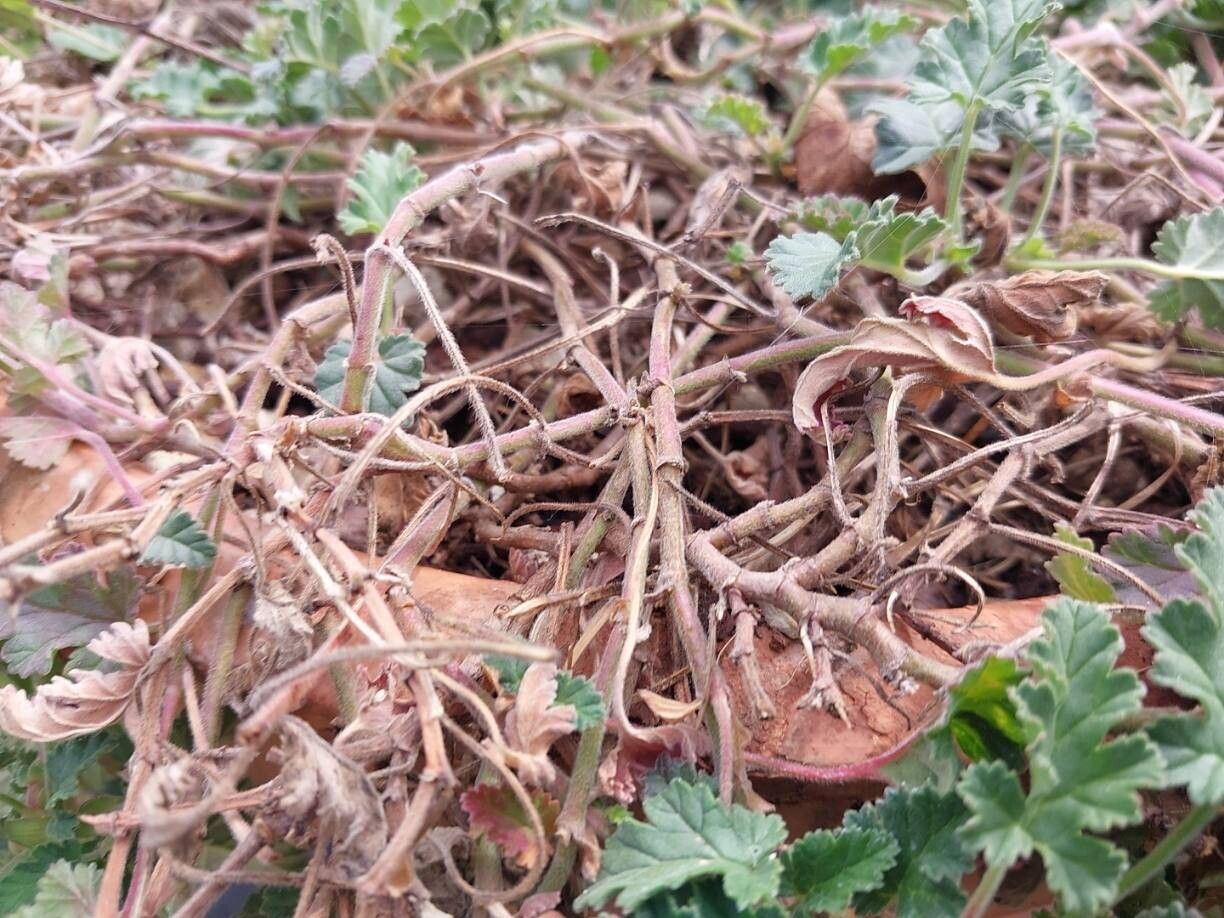Pelargonium suburbanum bark