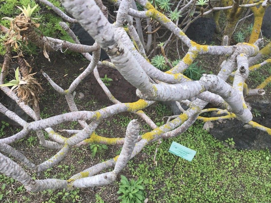 Euphorbia bravoana bark