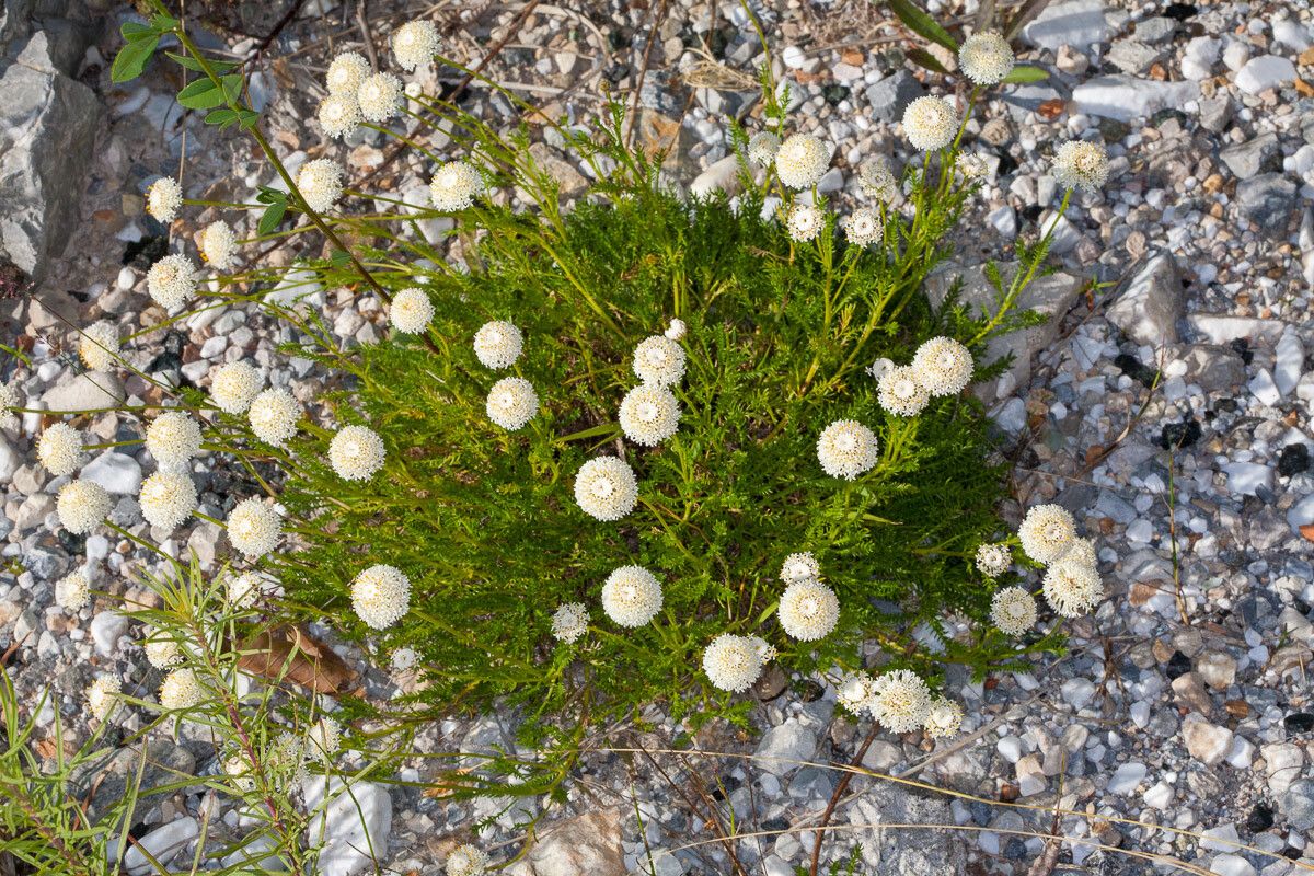 Santolina benthamiana — related species from the same genus