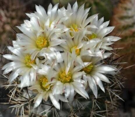 Coryphantha georgii — houseplant care guide