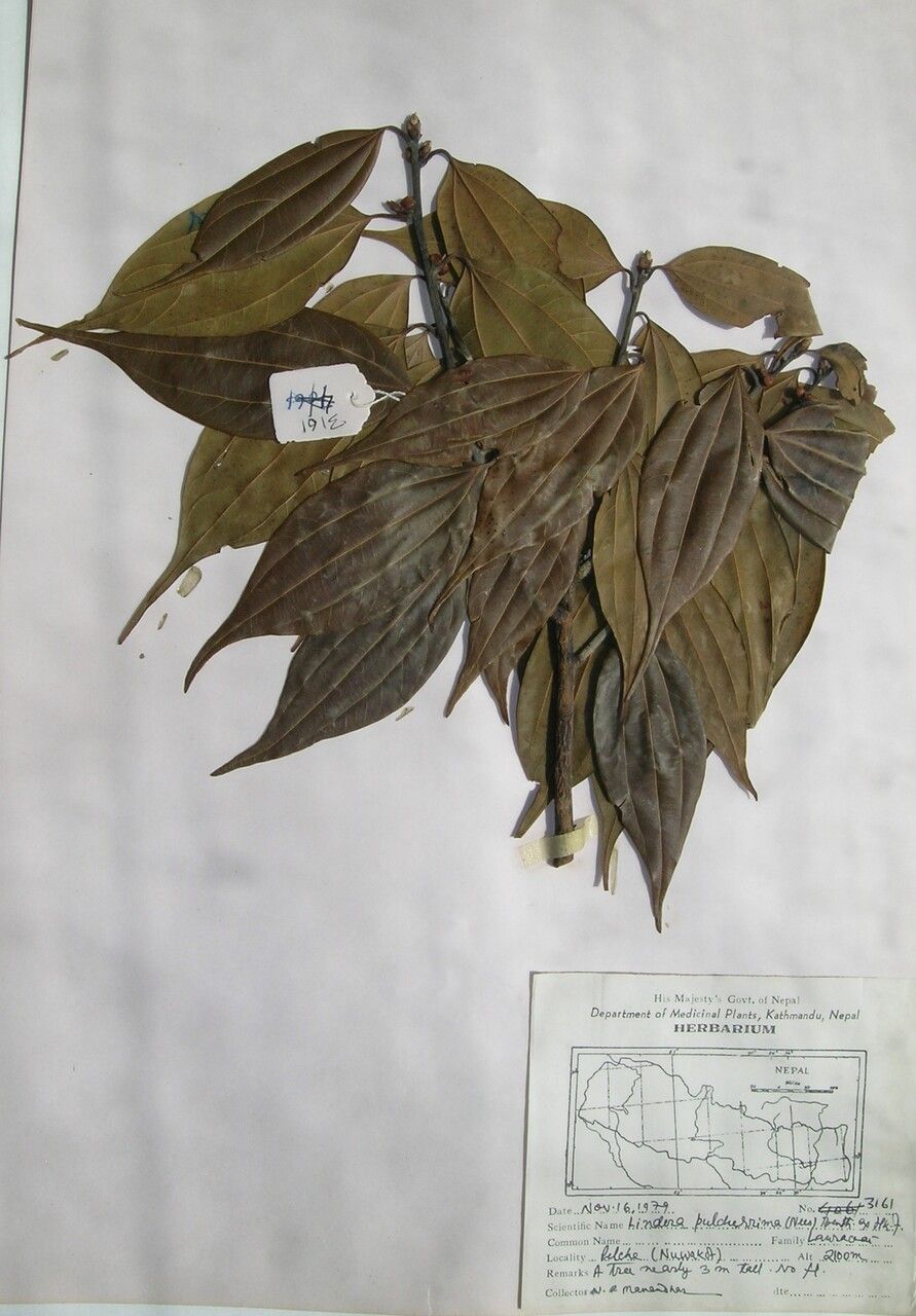 Lindera pulcherrima other