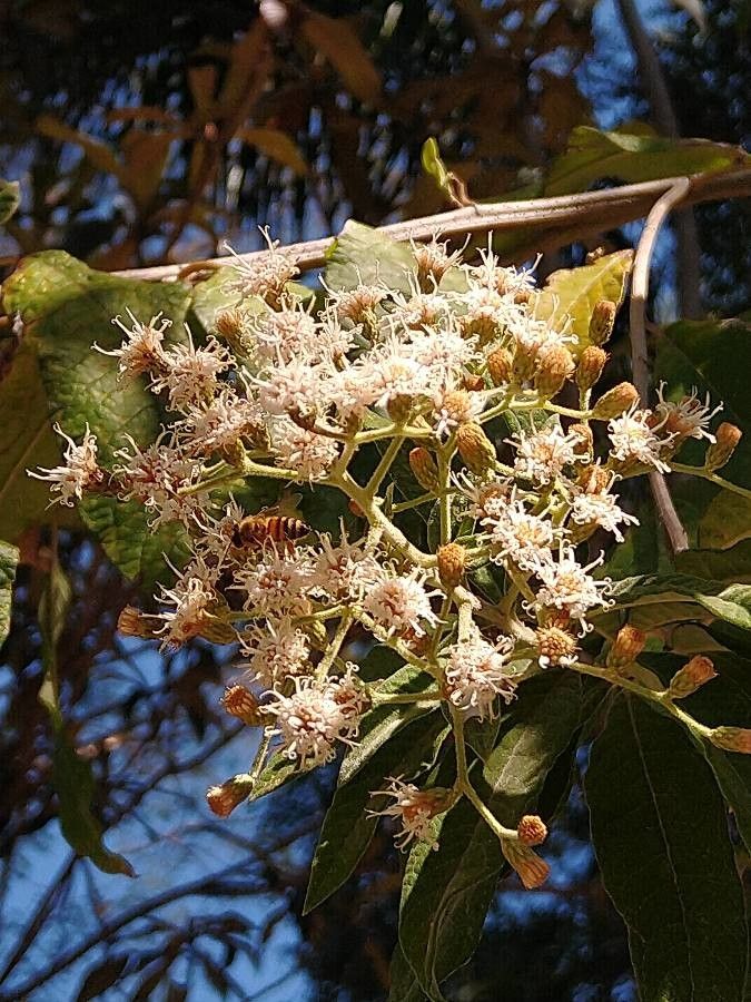 Cordia alliodora flower