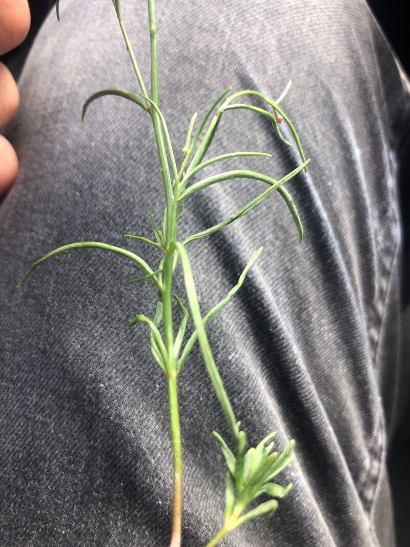 Linaria elegans — search result for 'Linaria'