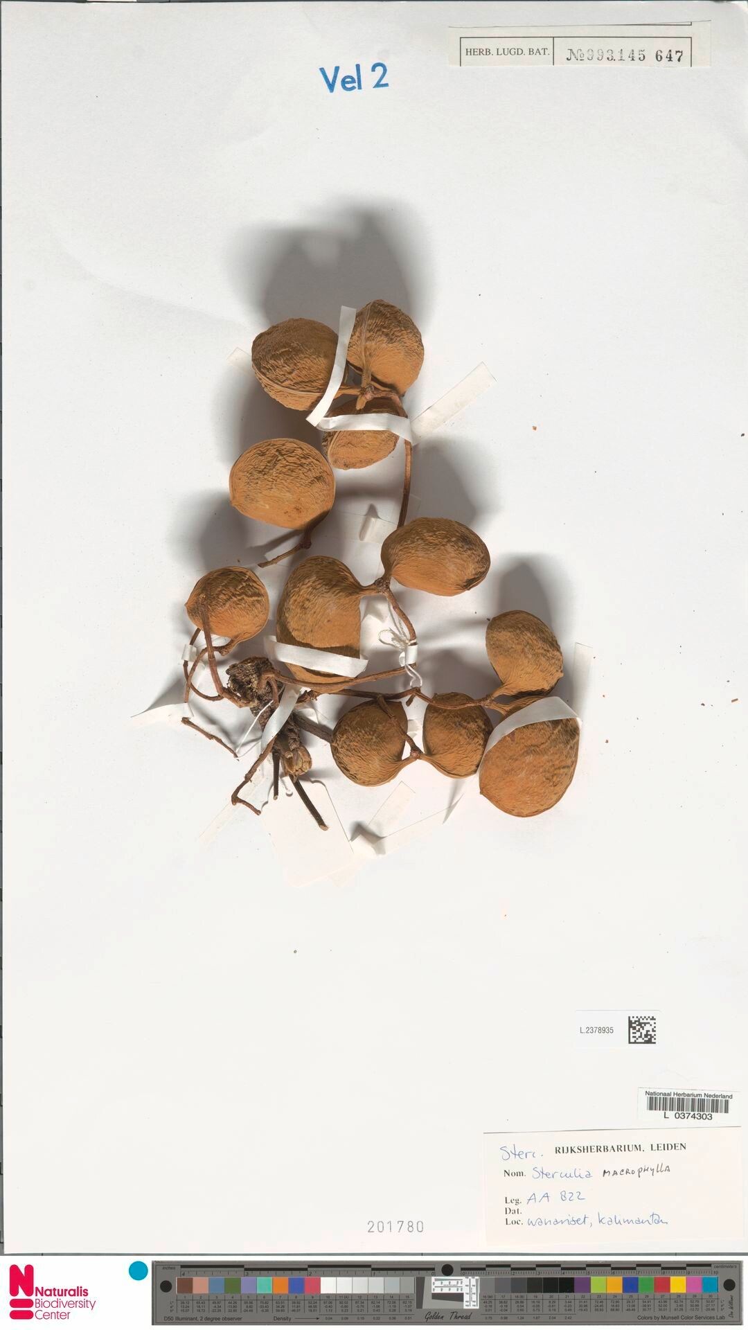 Sterculia macrophylla fruit