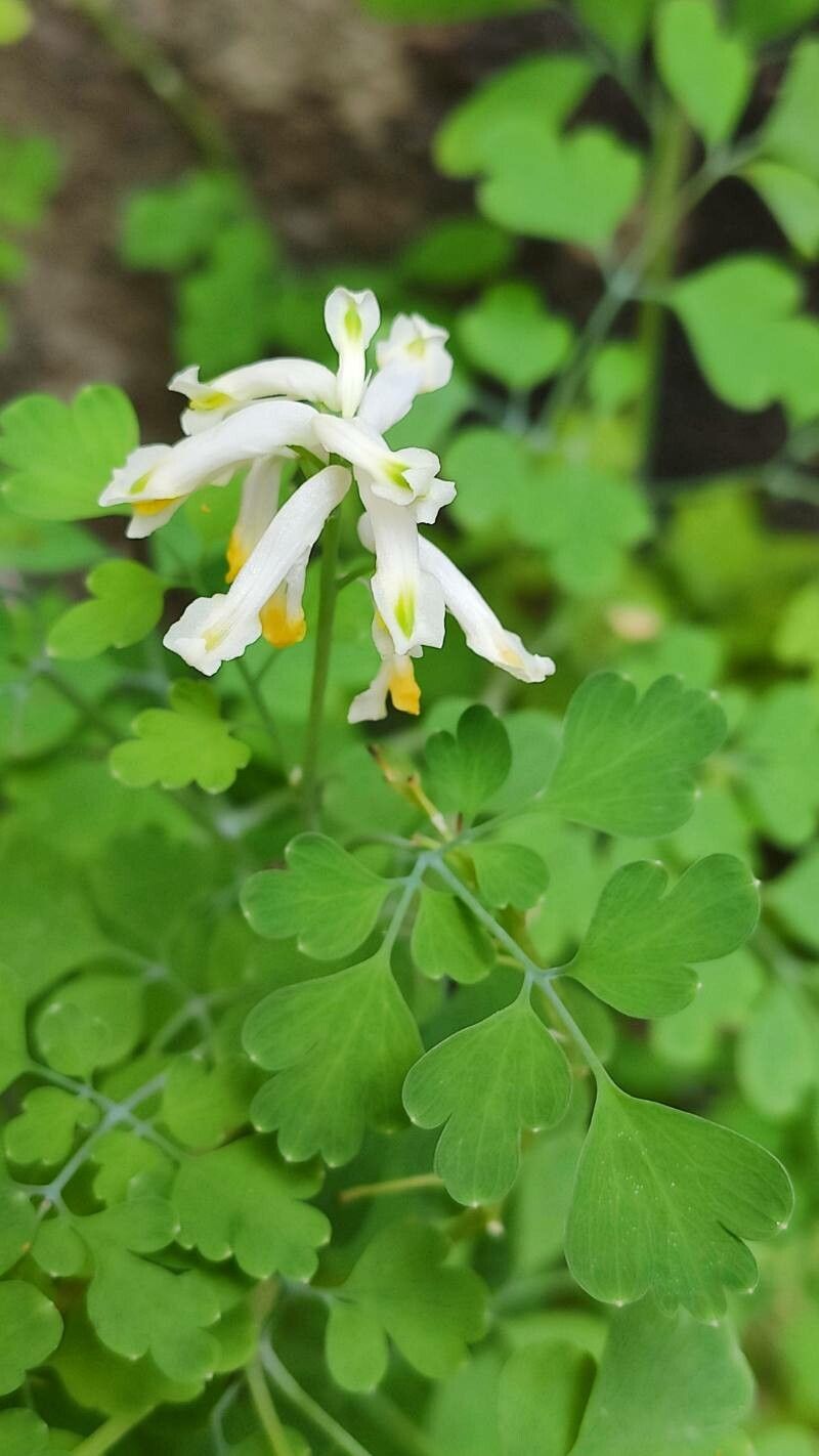 Pseudofumaria alba leaf
